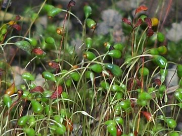 Funaria hygrometrica